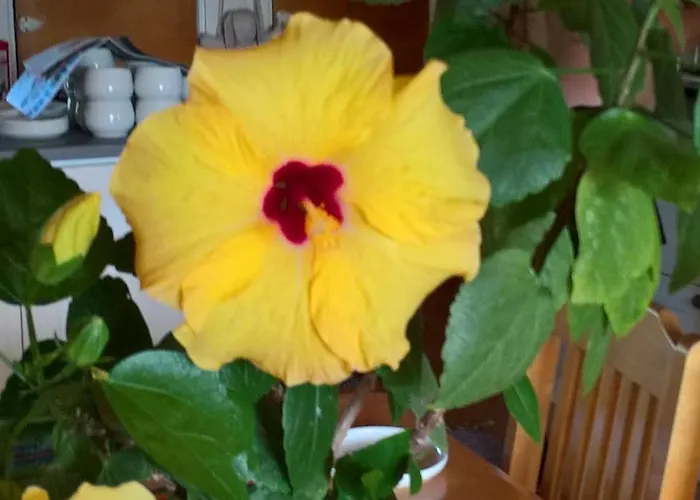 Alpesi faház Metsaepirtti *